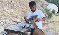 Aydıncık’ta Doğa Harikası Anlar: Dağ Keçisini Elleriyle Besledi