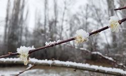 Yozgat’ta Çiçek Açan Erik Ağaçları Kar Yağışıyla Beyaza Büründü