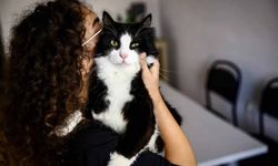 Evcil Hayvanlara Çip Takma Süresi Bitiyor: Ceza 10 Bin TL'ye Çıkacak