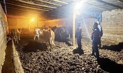 Yozgat’ta Jandarma ve Köy Halkı El Ele Verdi, Kayıp Hayvanlar Bulundu