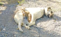 Yozgat’ın Sorgun İlçesinde yok böyle annelik!