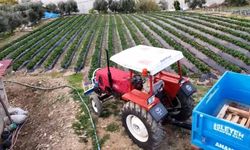 Yaz Meyvesinde Kış Mucizesi: Açıkta Çilek Hasadı Başladı, Kilosu 130 TL