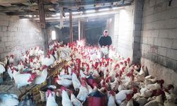 Yozgat’ta Hobi Diye Başladığı İşte 850 Horozluk Dev Çiftliğe Dönüştürdü!