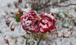 Yozgat’ta Bahar ve Kış Aynı Karede: Çiçekler Kar Altında Kaldı