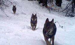 Yozgat'ta kar altındaki köylere kurtlar indi: çoban köpekleri ve kurt sesleri tüyleri diken diken etti
