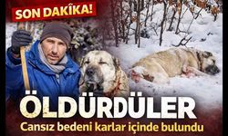 Yozgat’ın Akdağmadeni ilçesinde çoban köpeği silahla vurularak öldürüldü