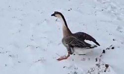 Yozgat’ta İlginç Olay: Aldığı Kaz Göçe Katıldı