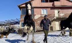 Ankara’da Kurtlarla Başlayan Bir Hayal Gerçek Oldu: Doğayla İç İçe Bir Çiftlik Yaşamı