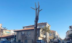 Yerköy’ün Simgesi Asırlık Çınar Bakıma Alındı