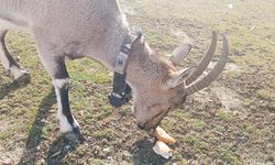 Yozgatlılar Dağ Keçileri İle Arkadaş Oldu: Gel Oğlum Gel