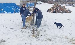 Yozgat’ta 7 Bin 548 Can Dost Kayıt Altında!