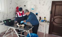 Yozgat'ta bacağı kopmak üzereydi! İmdadına  Jandarma yetişti