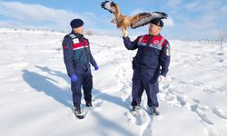 Yozgat’ta yaralı kızıl şahine jandarma şefkati