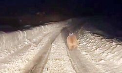 Yozgat Dönüşü Karşılarına Çıktı: Görenler Şaşkına Döndü