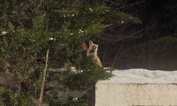 Yozgat'ta Tilki Şehir Merkezinde Yiyecek Aradı