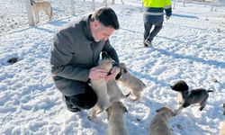 Yerköy’de can dostlara kış güvencesi