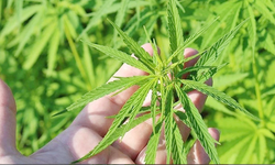 Kenevirde Yeni Dönem: Kontrollü Üretim 21 İlde Başladı, Yozgat Bilim Üssü Olma Yolunda