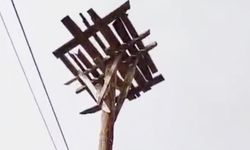 Yozgat’ın Akdağmadeni İlçesi’nde Muşalikalesi Köyü’nde Leyleklere Umut Yuvası