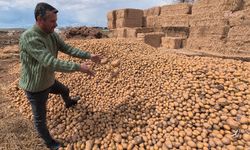 Yozgat’ta Şok Görüntü! 25 TL’lik Patatesler Hayvan Yemi Oldu