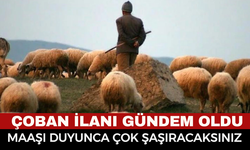 Sosyal Medyada Paylaşılan Çoban İlanı Gündem Yarattı! Maaşını Duyunlar Şok Oldu