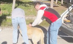 Aydıncık’ta Hayvan Sağlığı Seferberliği