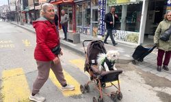 Yerköy’de Bebek Arabasında Gezdirilen “Leydi” Sosyal Medyada İlgi Odağı Oldu