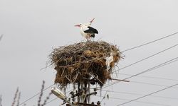 Yozgat’ta "Hacı Leylek" Sevinci: Gökyüzünün Misafirleri Yuvalarına Döndü!