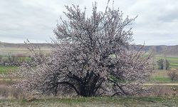 Yozgat’a bahar erken geldi! Meyve ağaçları çiçek açtı