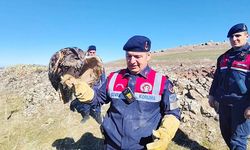 Yozgat Saraykent'te Yaralı Puhu Jandarma Ekiplerince Kurtarıldı