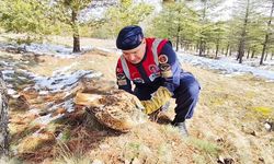Yozgat’ta yaralı şahine jandarma şefkati