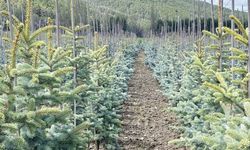 Yeşil Vatan’ın Kalbi Akdağmadeni’nde Atıyor: Yılda 3 Milyon Fidan Toprakla Buluşuyor!