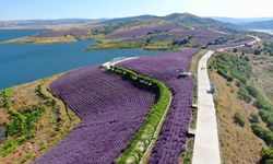 Çekerek Lavanta Parkı Yaz Sezonuna Hazırlanıyor: 11 Bin Metrekarelik Alanda Yenileme Çalışması
