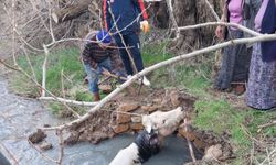 Yozgat’ta Kuyuya Düşen Büyükbaş Hayvan AFAD Ekiplerince Kurtarıldı