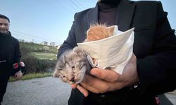 Kedileri merhametli kız kurtardı