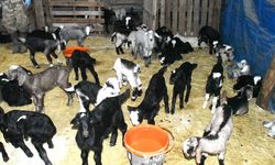 Yozgat Akdağmadeni’nde Keçi Yetiştiricisinden Dikkat Çeken Yöntem