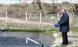 Yozgat Çayıralan’da Kaynak Suyunda Yetişen Alabalığa Yoğun İlgi