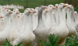 Bu güzelliğin annesi Yozgatlı! Anadolu kazına milli kimlik