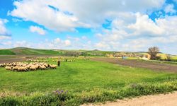 Boğazlıyan’da Bahar Bereketi: Meralarda Hayvancılık Sezonu Başladı