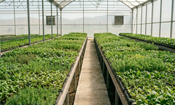 Yozgat’tan Türkiye’ye Uzanan Yerli Üretim Hamlesi: Fide Sektöründe Dikkat Çeken Başarı