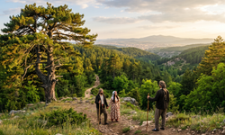 Bir Fidanla Başladı, Efsaneye Dönüştü! Kerem ile Aslı’nın İzleri Yozgat’ta Hâlâ Yaşıyor