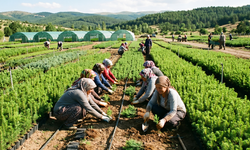 Yozgat’ta Üretiliyor, Türkiye’ye Dağılıyor! Kadınların Emeğiyle Yetişen Milyonlarca Fidan Doğaya Can Katıyor