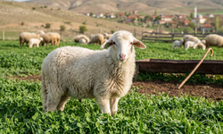 Yozgatlı Üreticilere Kritik Uyarı: Küçükbaş Destek Başvuruları Bugün Sona Eriyor