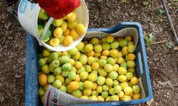 Kayısı hasadı gecikti: Gözler kilo fiyatına çevrildi