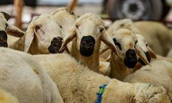 Diyanet açıkladı: Vekâlet yoluyla kurban kesim bedeli belli oldu