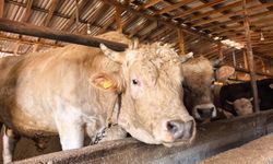 Kurban Bayramı’na az bir süre kaldı: Kurbanlık fiyatları belli oldu