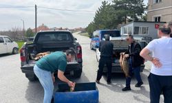 Yozgat’ta Kaçak Balık Avına Jandarma Darbesi: 250 Kilo Yasaklı Sazan Ele Geçirildi