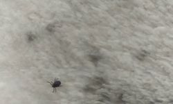 Ankara’nın o ilçesine de dadandı: masum görüntüsü zehir saçıyor