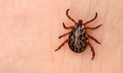 Yozgat’ta Kene Vakası Panik Yarattı: Yerköy’de Görüldü