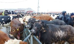 Yozgat’ta kurban fiyatları belli oldu! Kurban ve hisse fiyatları ne kadar?