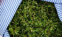 Madımak Nedir, Ne Zaman Toplanır? Yozgat Sofrasının Meşhur Yemeği